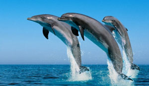 dolphins spotting Gran Canaria