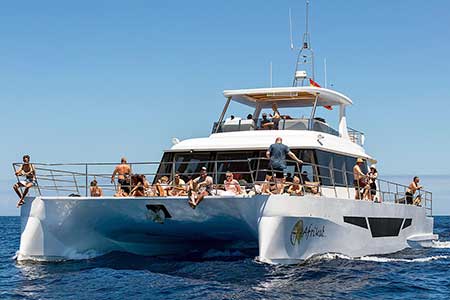 Exclusive Catamaran Boat Morning Cruise Gran Canaria Boat Trips 2025