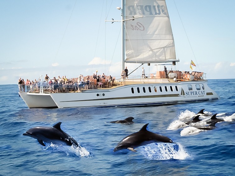 Paseos en Barco para ver delfines en Gran Canaria salida desde varios puertos en la isla GranCanariaBoatTrips