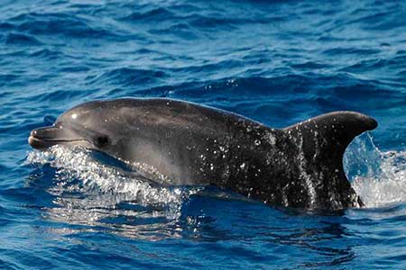 Gui Gui Taxi Boat Excursion Gran Canaria Boat Trips 2025